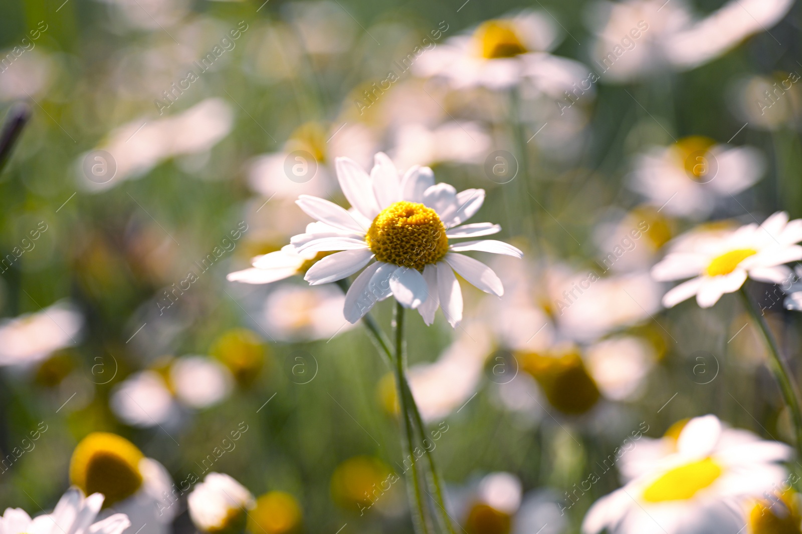 Photo of Beautiful chamomile flowers growing in field, closeup