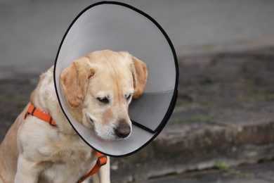Adorable Labrador Retriever dog wearing Elizabethan collar outdoors, space for text