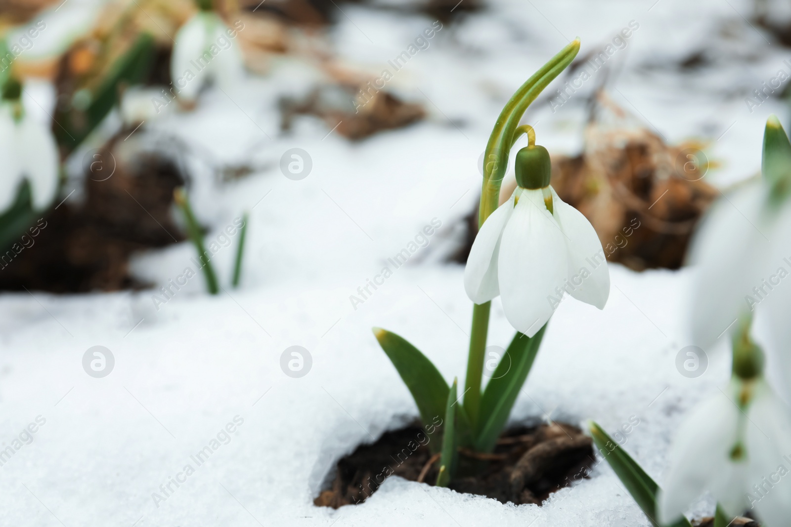 Photo of Beautiful blooming snowdrops growing outdoors, space for text. Spring flowers