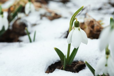 Beautiful blooming snowdrops growing outdoors, space for text. Spring flowers