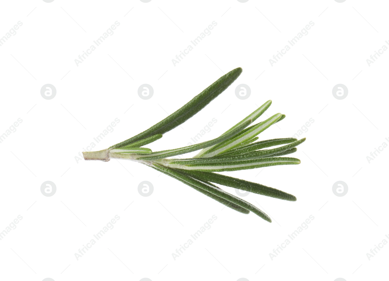 Photo of Fresh green rosemary leaves on white background