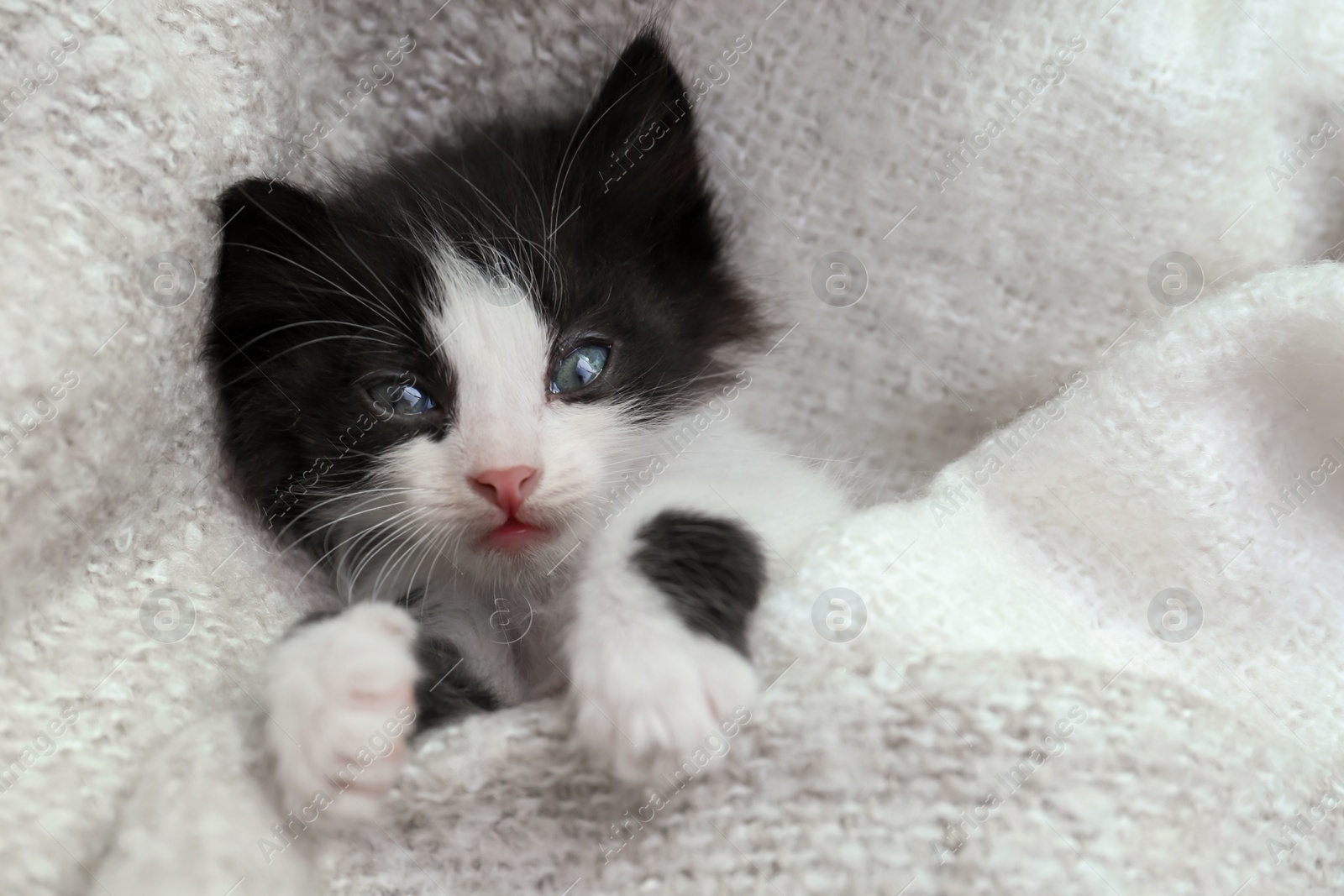 Photo of Cute baby kitten lying on cozy blanket, top view