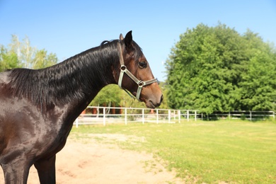 Dark bay horse in paddock on sunny day. Beautiful pet
