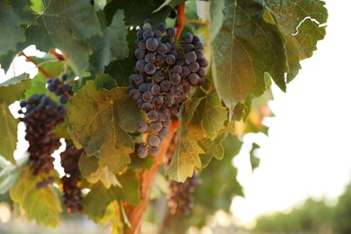 Bunch of ripe juicy grapes on branch in vineyard