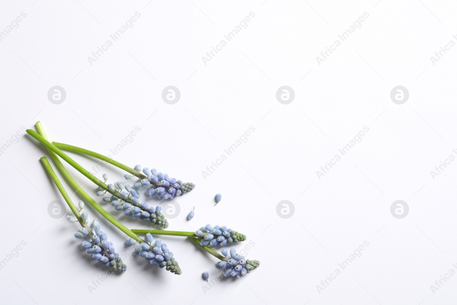 Photo of Spring muscari flowers on white background, top view with space for text