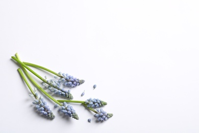 Photo of Spring muscari flowers on white background, top view with space for text