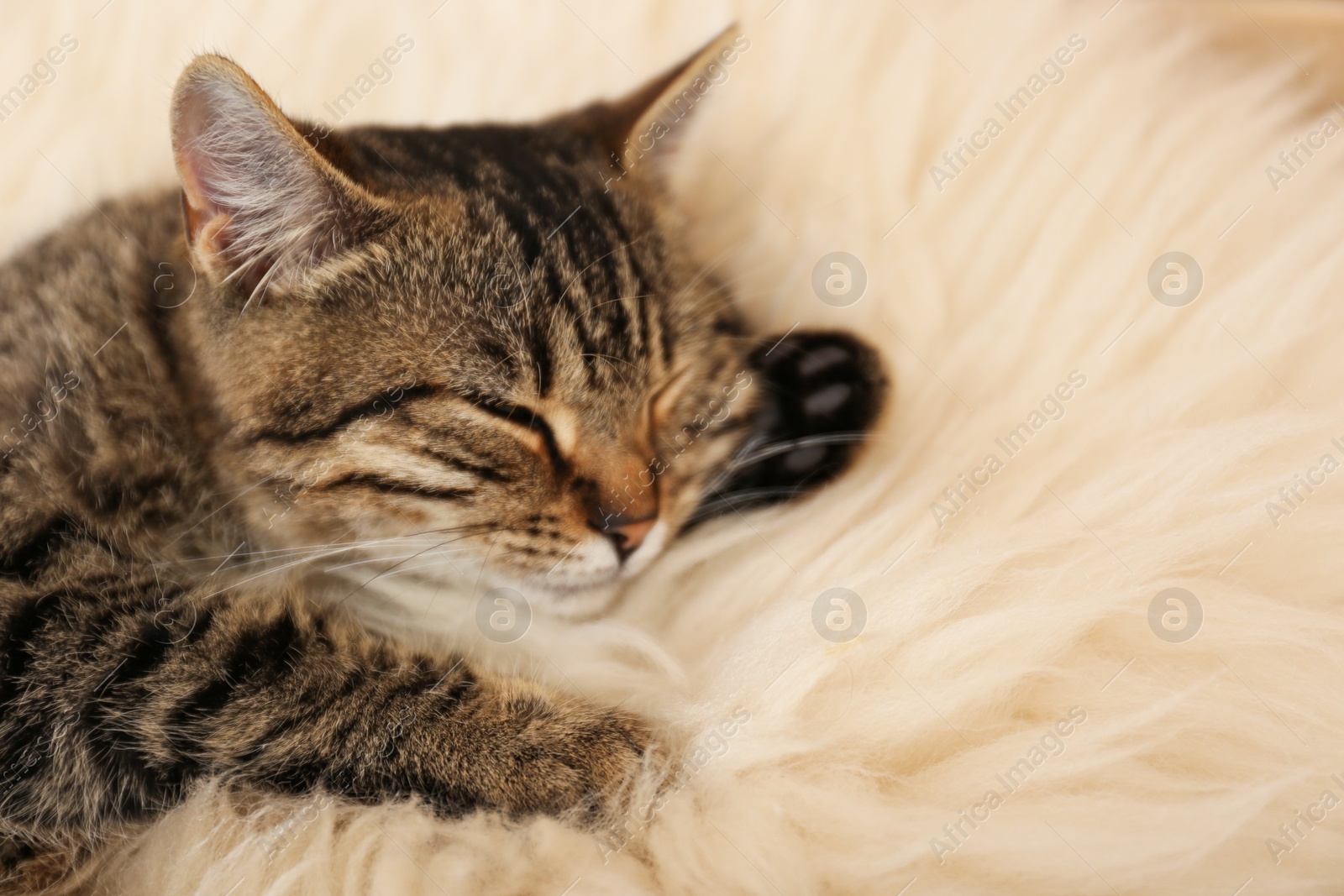 Photo of Cute tabby cat lying on faux fur, closeup. Lovely pet