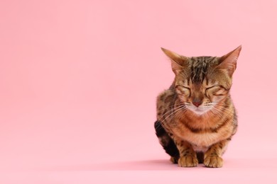 Cute Bengal cat on pink background, space for text. Adorable pet