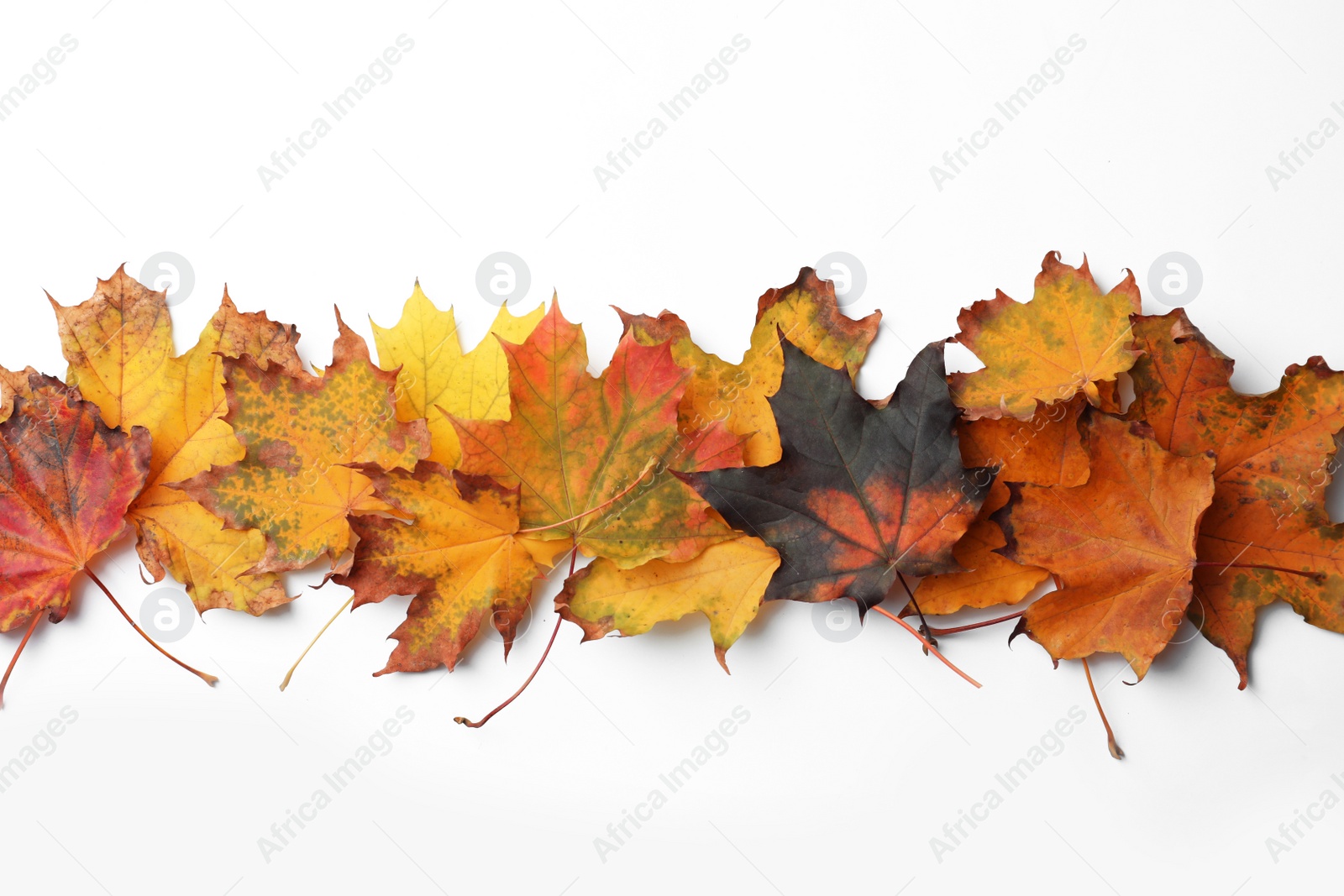 Photo of Dry leaves of maple tree on white background, top view. Autumn season