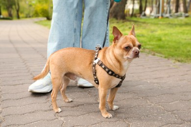 Photo of Owner walking with her chihuahua dog in park, closeup