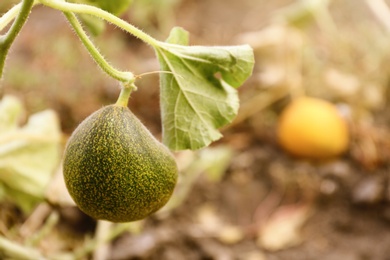 Fresh ripe juicy melon growing in field