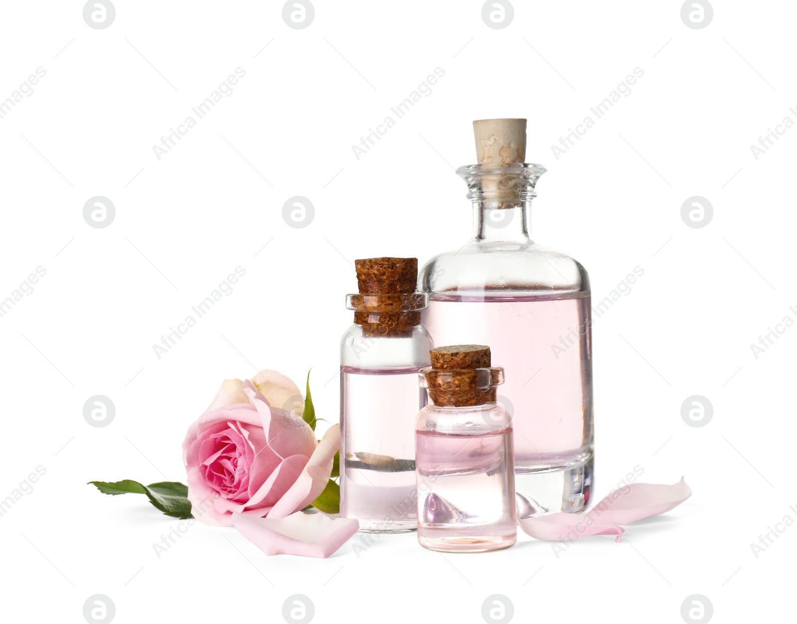 Photo of Bottles of essential oil and rose on white background