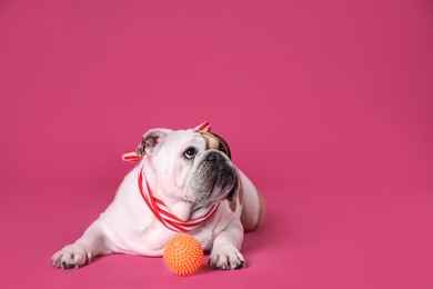 Adorable English bulldog with ball on pink background, space for text