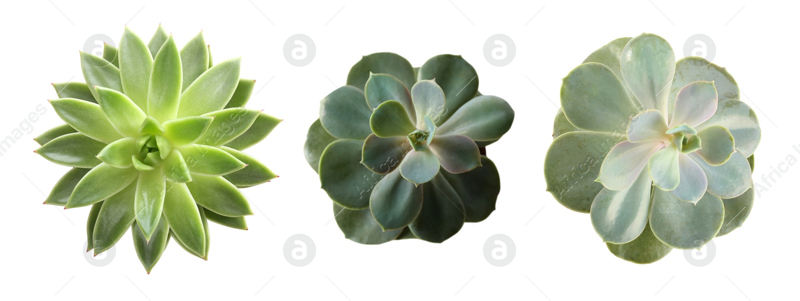 Image of Collage with different succulents on white background, top view. Banner design