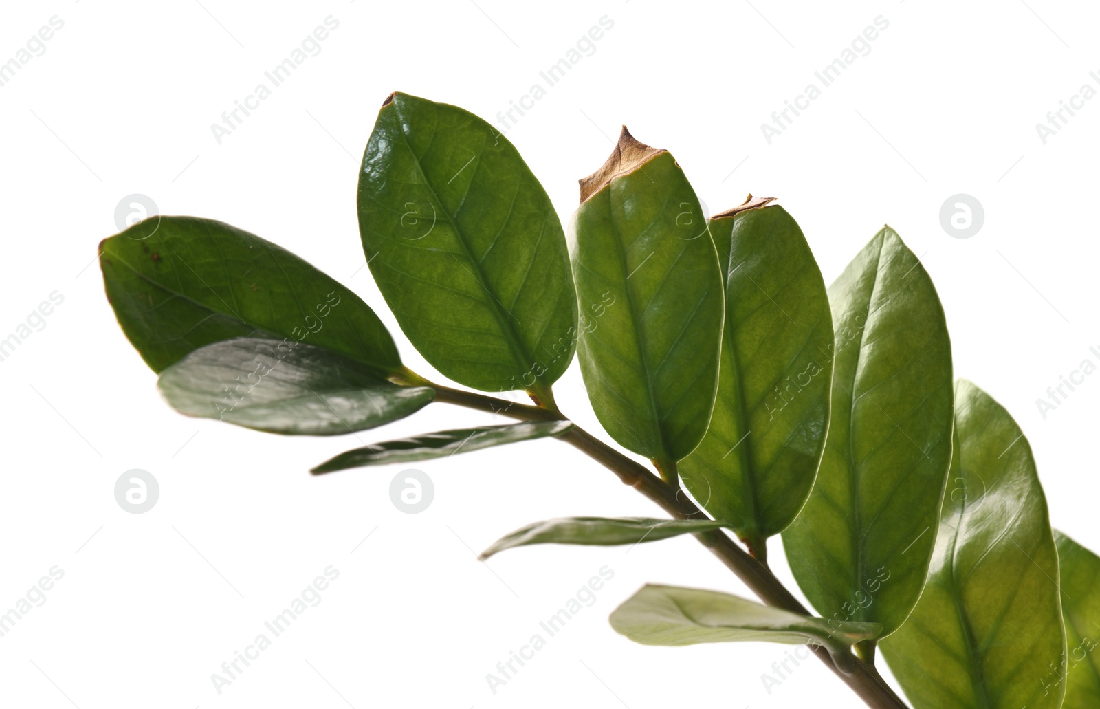 Photo of Houseplant with damaged leaves on white background, closeup