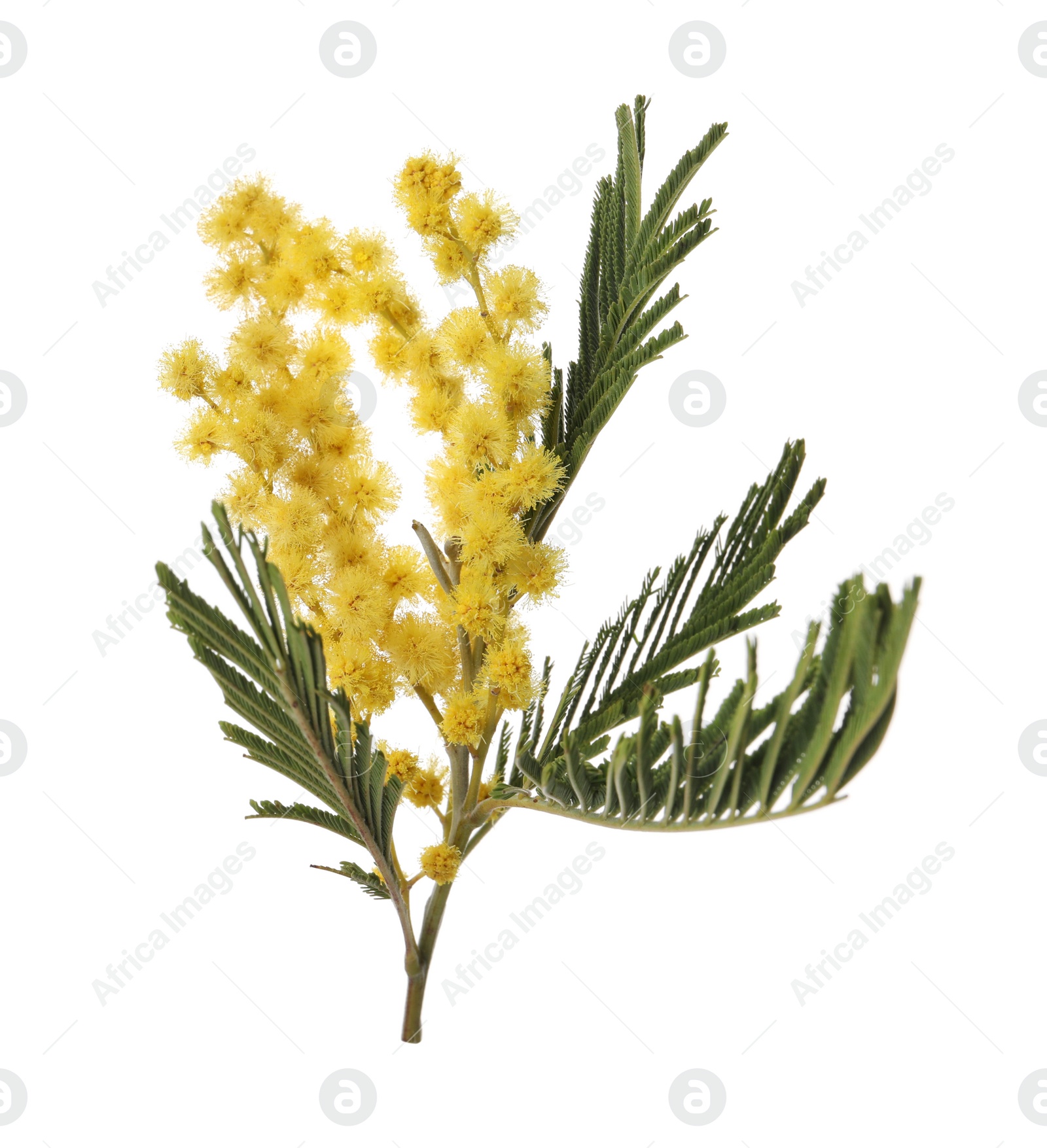 Photo of Beautiful mimosa plant with yellow flowers isolated on white