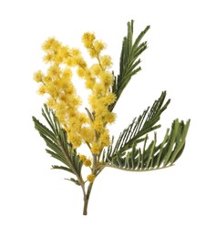 Beautiful mimosa plant with yellow flowers isolated on white