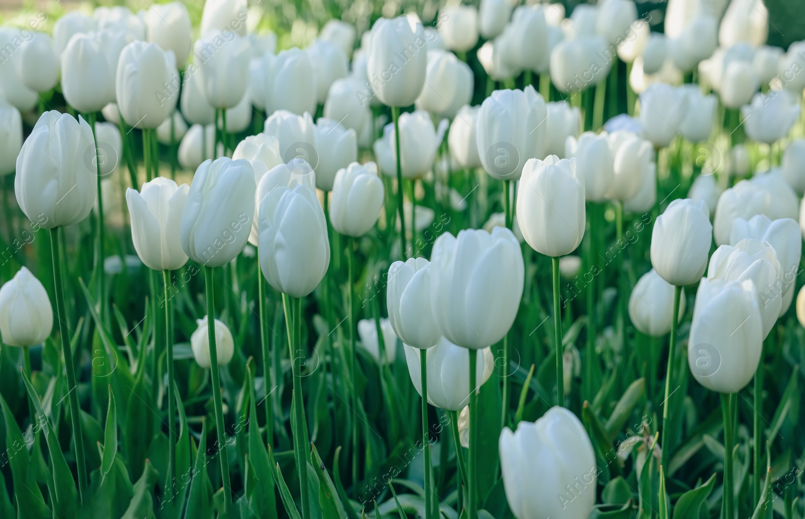 Photo of Many beautiful white tulip flowers growing outdoors, closeup. Spring season