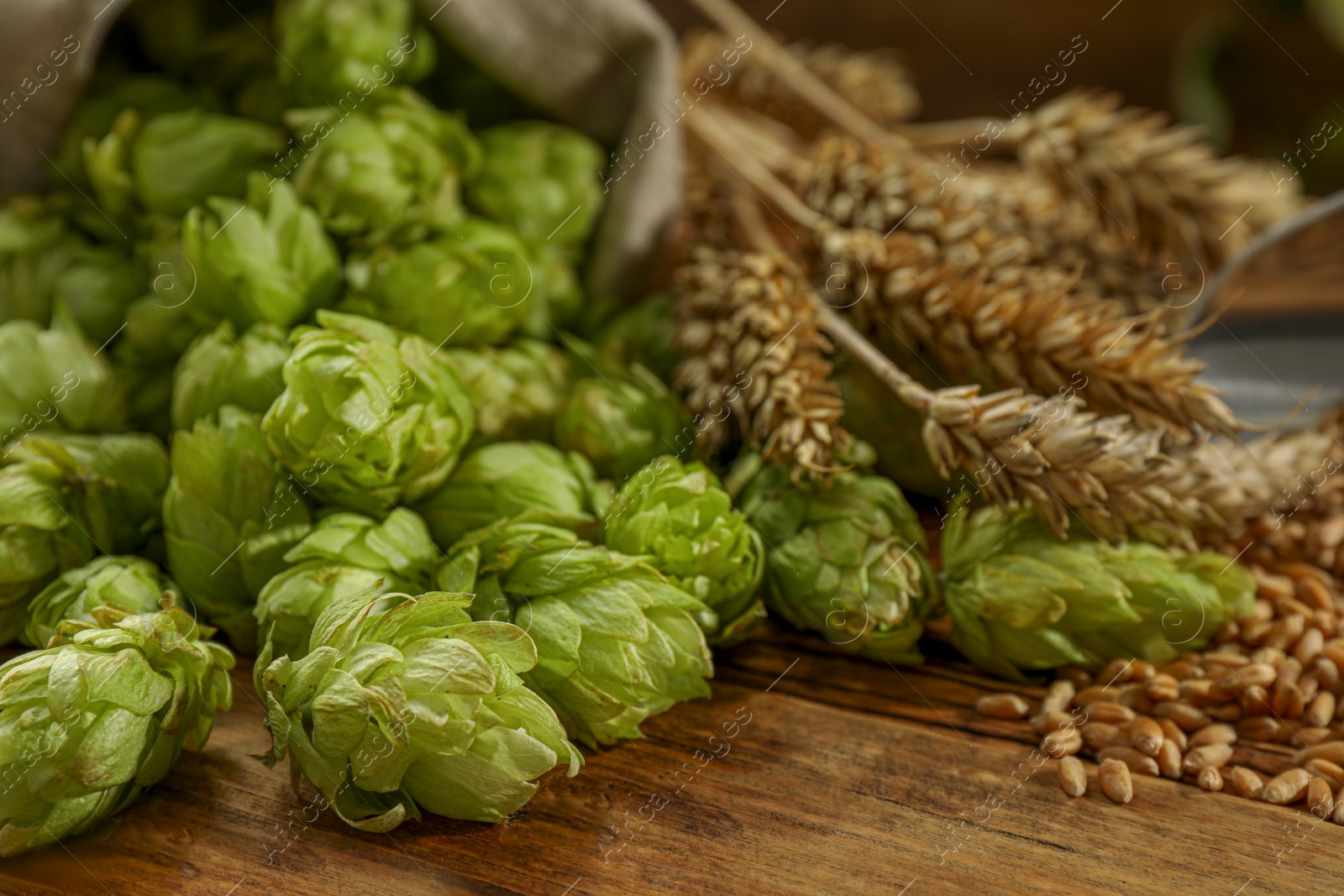 Photo of Fresh green hops, wheat grains and spikes on wooden table, closeup