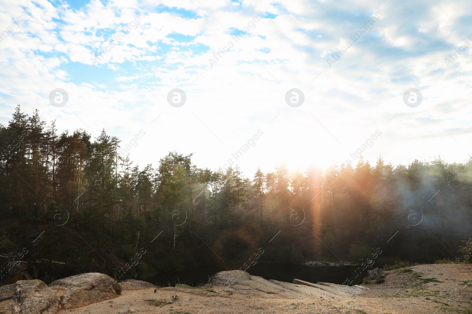 Photo of Picturesque view of sunny forest. Camping season