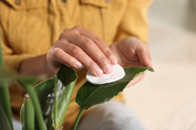 Photo of Woman wiping beautiful houseplant leaf with cotton pad, closeup