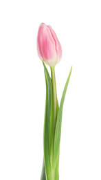 Photo of Beautiful pink spring tulip on white background