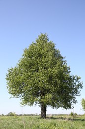 Beautiful tree growing outdoors on sunny day