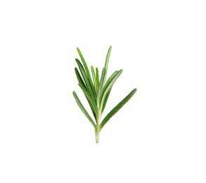 Photo of Sprig of fresh rosemary isolated on white