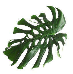 Green fresh monstera leaf isolated on white. Tropical plant