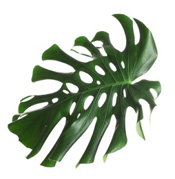 Photo of Green fresh monstera leaf isolated on white. Tropical plant