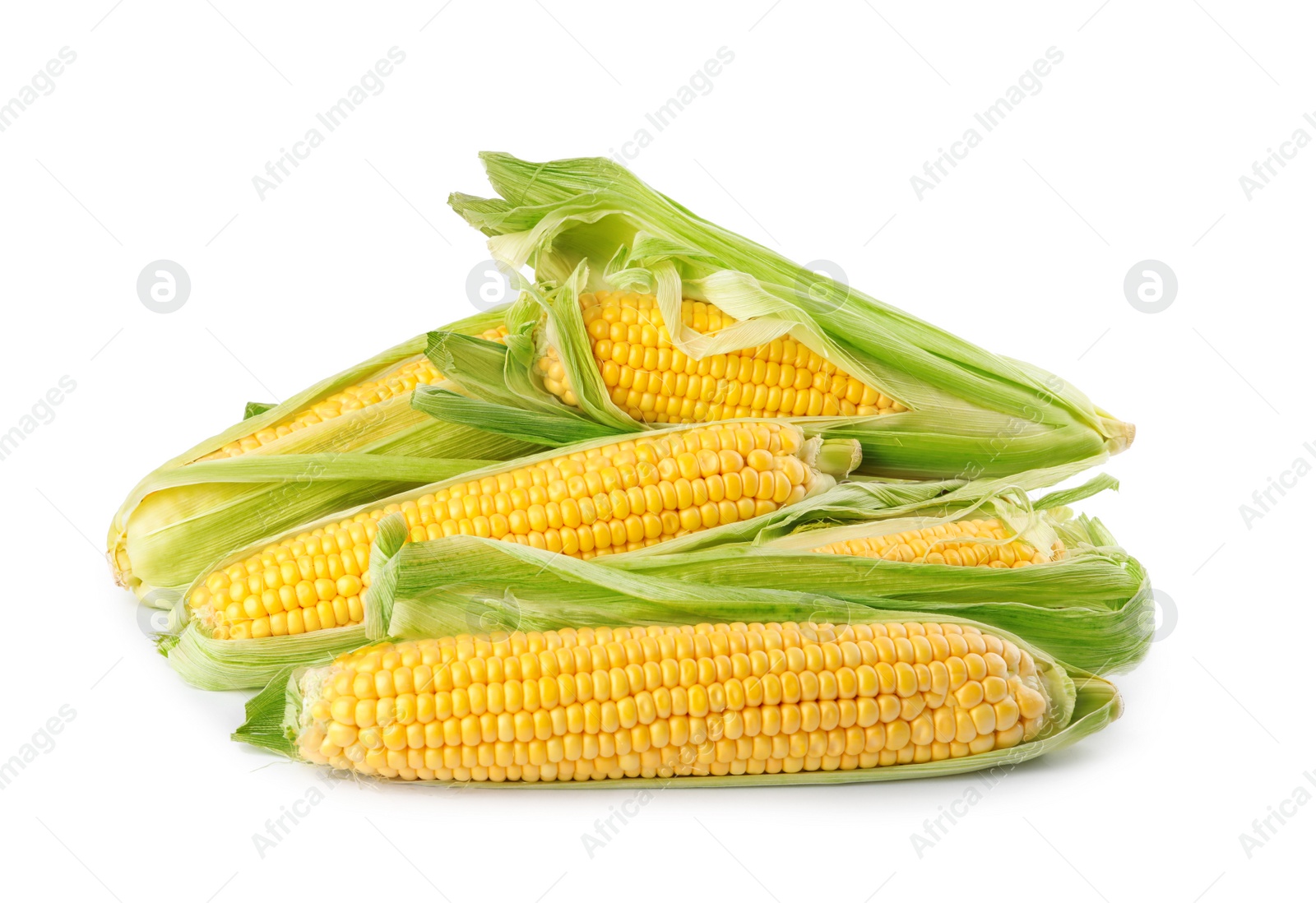 Photo of Ripe raw corn cobs with husk on white background