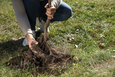 Man planting young tree outdoors on sunny day, closeup