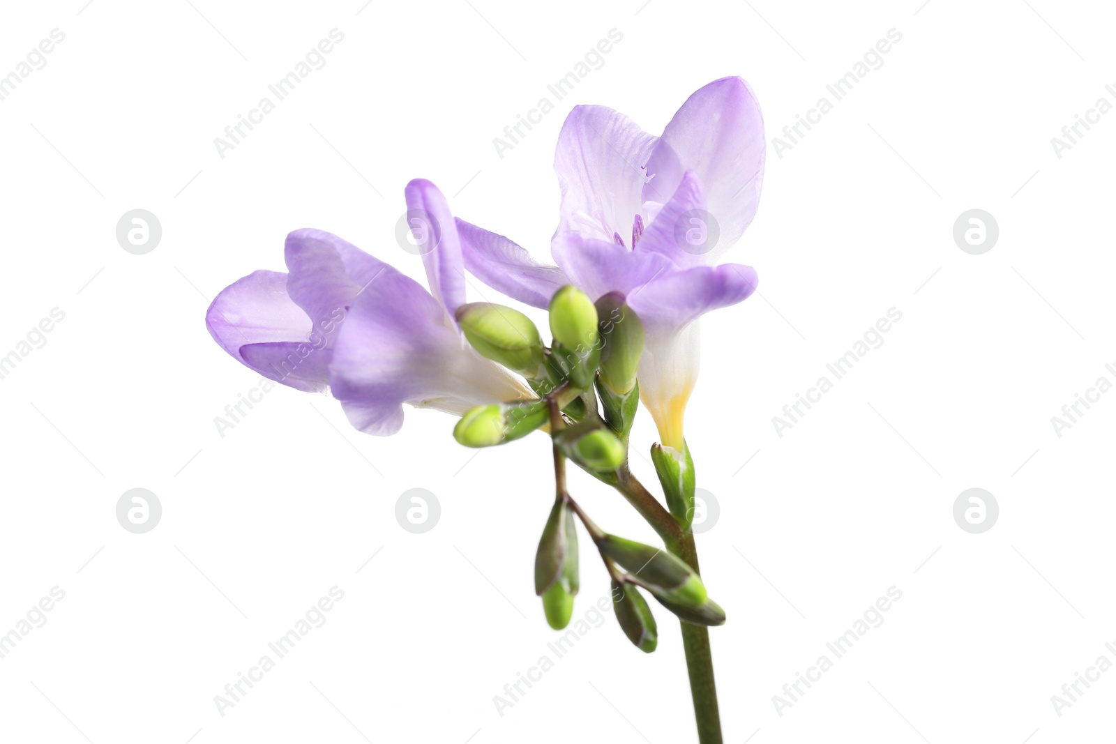 Photo of Beautiful violet freesia flower isolated on white