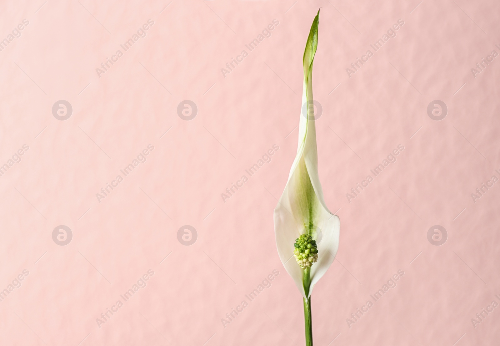 Photo of Flower of peace lily on color background. Space for text