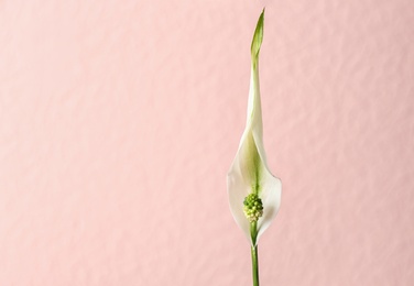 Photo of Flower of peace lily on color background. Space for text