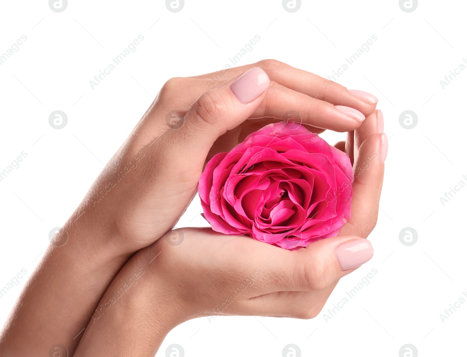 Photo of Woman holding rose on white background, closeup. Spa treatment