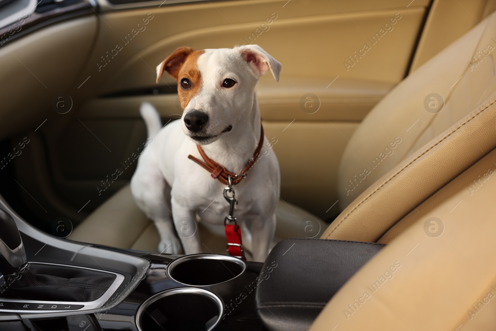 Photo of Jack Russel Terrier in car. Adorable pet