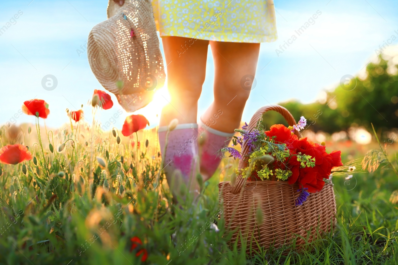 Photo of Woman with basket of poppies and wildflowers in sunlit field, closeup