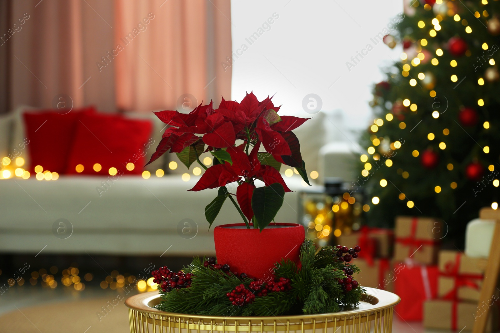 Photo of Potted poinsettia and festive decor on coffee table in room. Christmas traditional flower