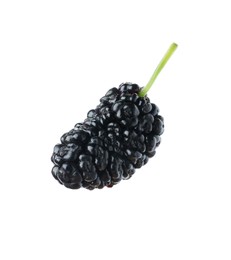 One ripe black mulberry on white background