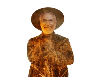 Double exposure of farmer and wheat field on white background