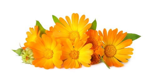 Fresh beautiful calendula flowers on white background