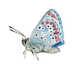 Beautiful bright butterfly flying on white background