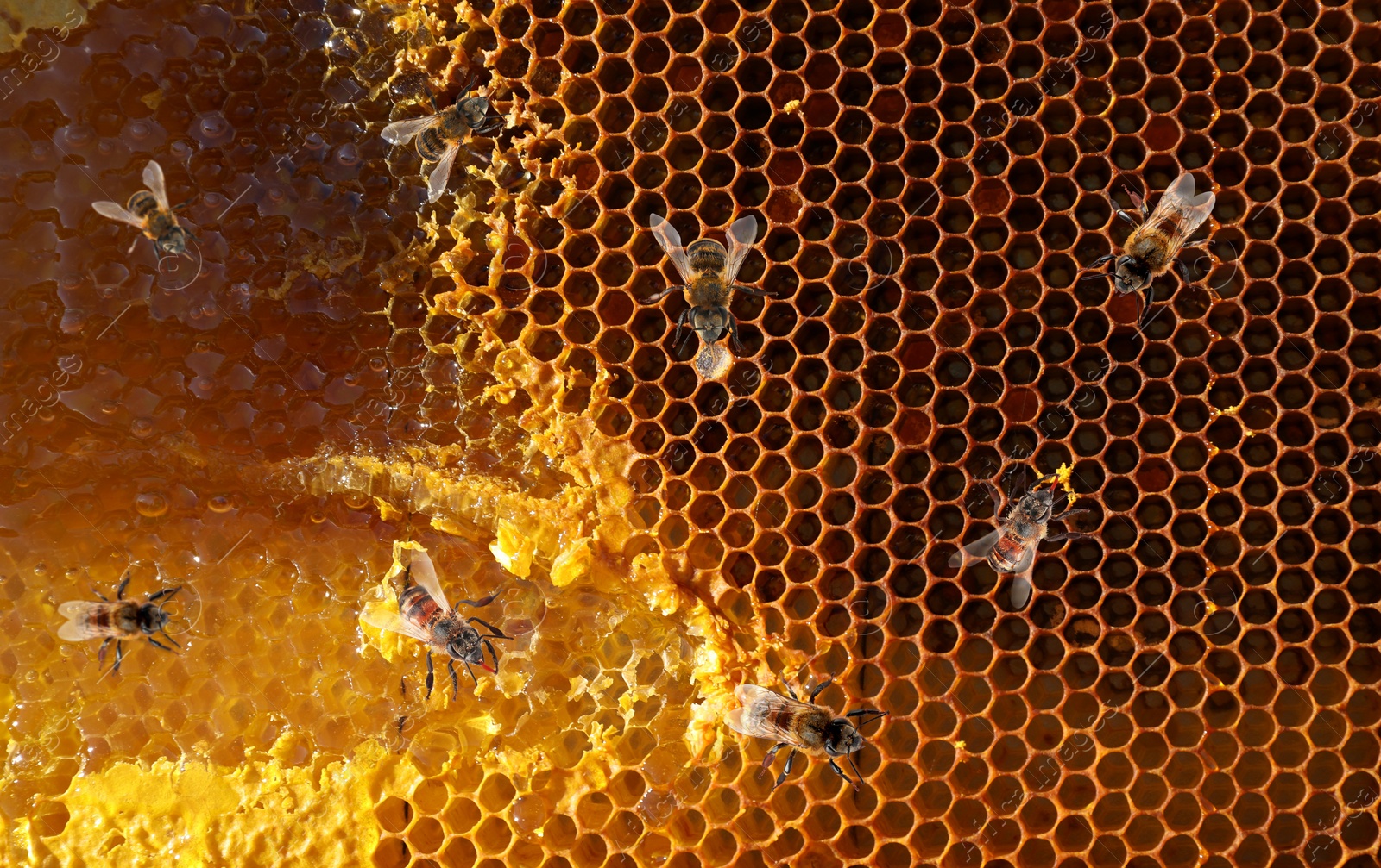 Image of Uncapped filled honeycomb and bees, closeup view