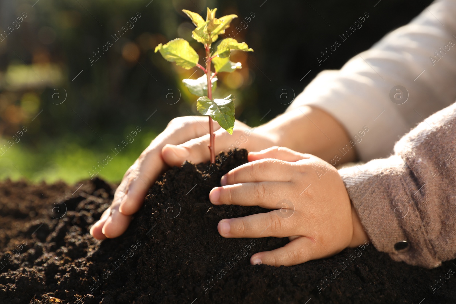 Photo of Small child planting young tree in garden, closeup