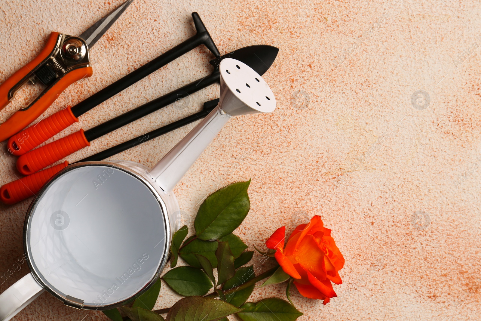 Photo of Watering can, gardening tools and rose on color textured background, flat lay. Space for text