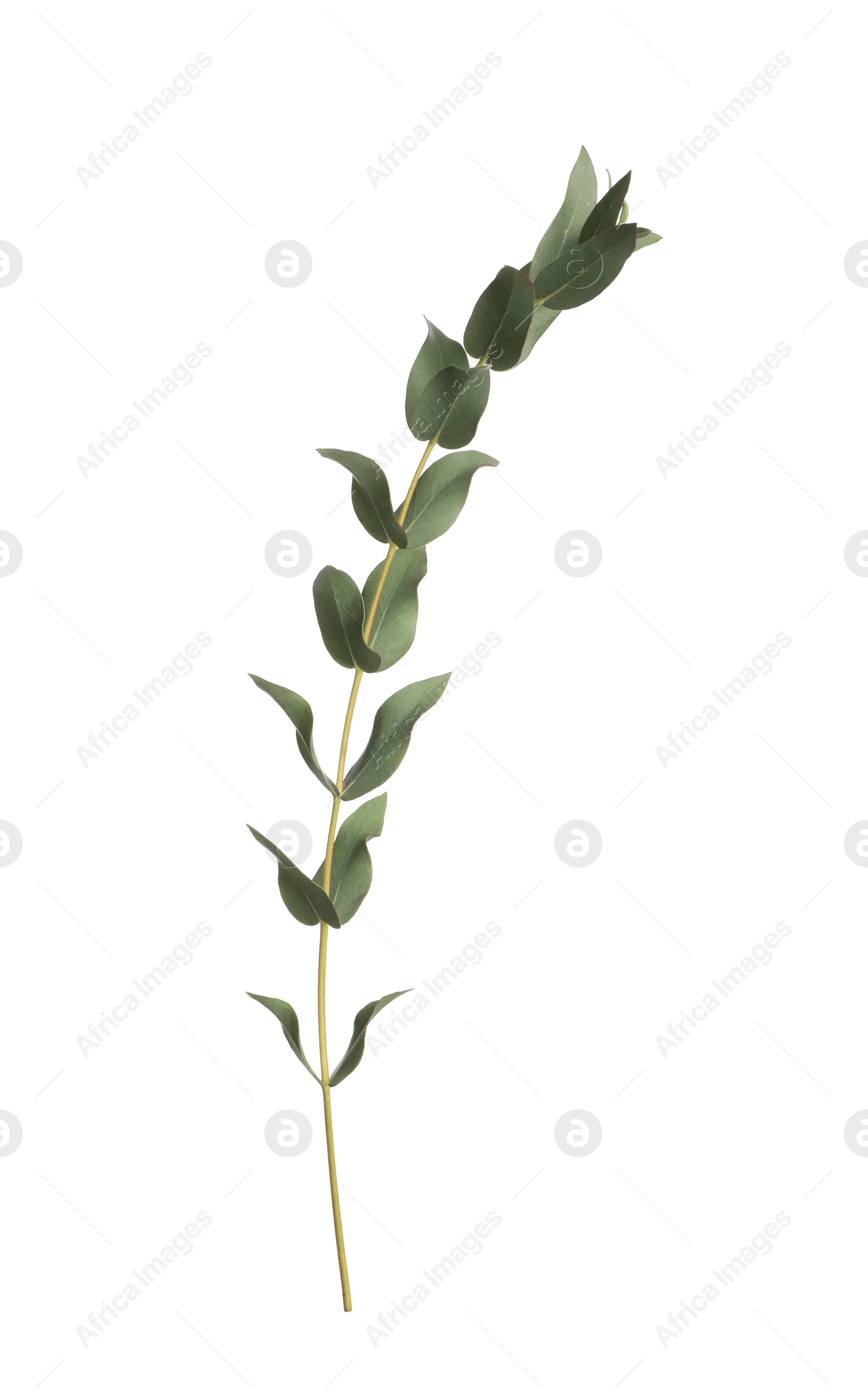 Photo of Eucalyptus branch with fresh leaves isolated on white