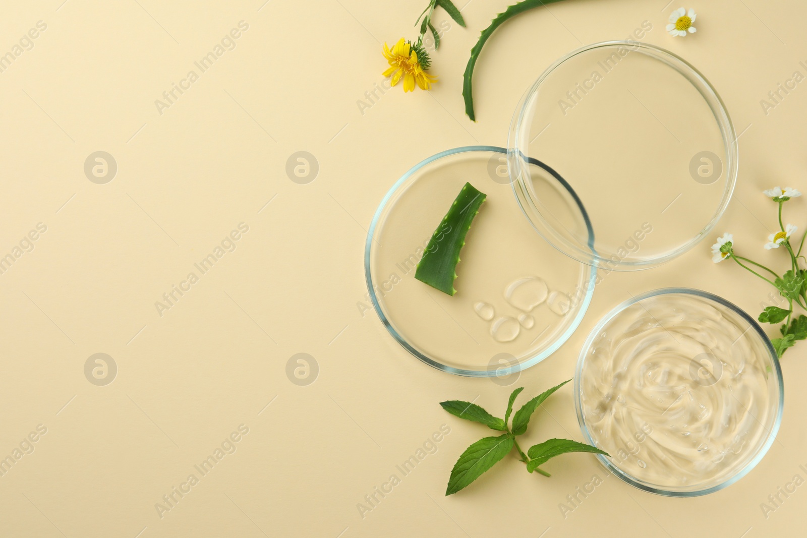 Photo of Flat lay composition with Petri dishes and plants on beige background. Space for text