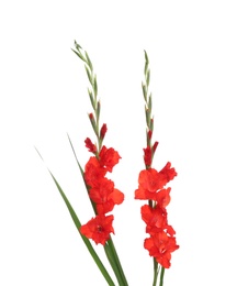Photo of Beautiful red gladiolus flowers on white background