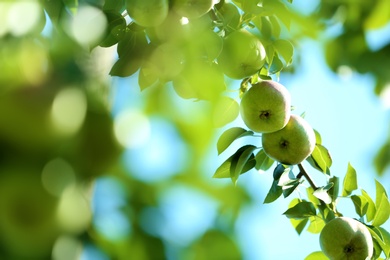 Branch of tree with pears and foliage in garden